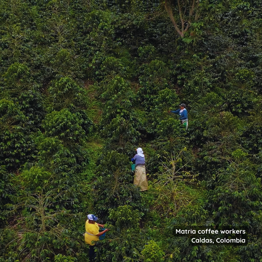 Buy Specialty Exotic Colombian Premium Coffee